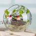 Globe Glass Ball Planter Vase Flower Plant Pot Terrarium Container Tabletop   173213788207